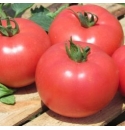 Pomidor Kwintella 1000 nasion
