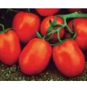 Pomidor Chibli 2500 nasion