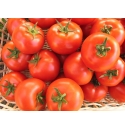Pomidor Platus 500 nasion