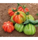 Pomidor Margot 250n