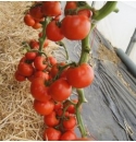 Pomidor Napoline 250 nasion