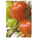 Pomidor Kanavaro 500 nasion