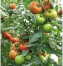 Pomidor Swanson 500 nasion