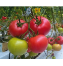 Pomidor Mambina 500 nasion