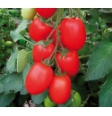 Pomidor Carnaby 100 nasion