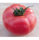 Pomidor HTP-11 1000 nasion