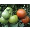 Pomidor Avatar 500 nasion
