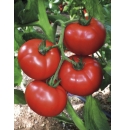 Pomidor Cemilia 250 nasion