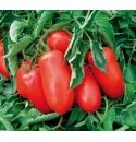 Pomidor Smart 1000 nasion