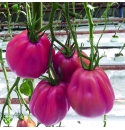 Pomidor Rosamunda 100 nasion- malinowe bawole serce