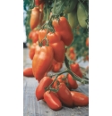 Pomidor Bellandine 250 nasion
