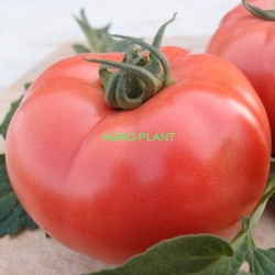 Pomidor V404 250 nasion