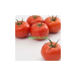 Pomidor Edamso 500n