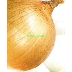 Cebula ozima Augusta 125Tyś nasion