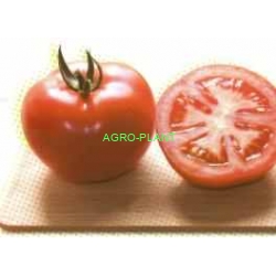 Pomidor Boderine 500 nasion