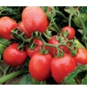 Pomidor Peroro 5000 nasion