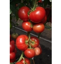 Pomidor Mahitos 100 nasion