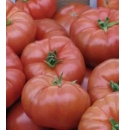 Pomidor Brightina T47455 500 nasion