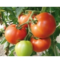 Pomidor Vitaliana 500n