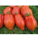 Pomidor Cabosse 250 nasion