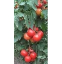 Pomidor Cartika 500N