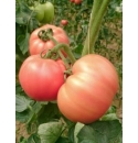 Pomidor Pink King 250 nasion