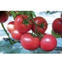 Pomidor Area 250 nasion