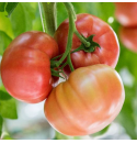 Pomidor Maluno 500 nasion