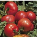 Pomidor Tribeca 5000 nasion