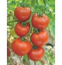 Pomidor Belle 500n