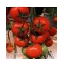Pomidor Nemere 500n