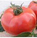 Pomidor V404 250 nasion