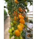 Pomidor Kasja Sweet (ST 7736) 100 nasion