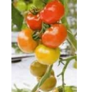 Pomidor Camry 100 nasion