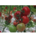 Pomidor Clavero T47110 500 nasion