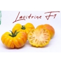 Pomidor Lacitrine 250 nasion