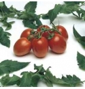 Pomidor Romana 500N