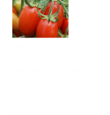 Pomidor Sanmino 1000 nasion