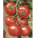 Pomidor Jadelo 250 nasion