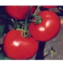 Pomidor Malibu 500 nasion