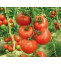 Pomidor Klass 500 nasion