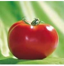 Pomidor Alboney 500 nasion