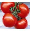 Pomidor Brillante 250 nasion