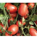 Pomidor Calista 5000 nasion