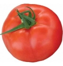Pomidor Pacyfica 250n