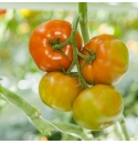 Pomidor Securitas 100 nasion