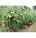 Pomidor Cibellia 1000n