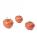 Pomidor Paulanca 100 nasion