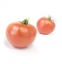 Pomidor TY-12 100 nasion