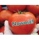 Pomidor Torero 500 nasion